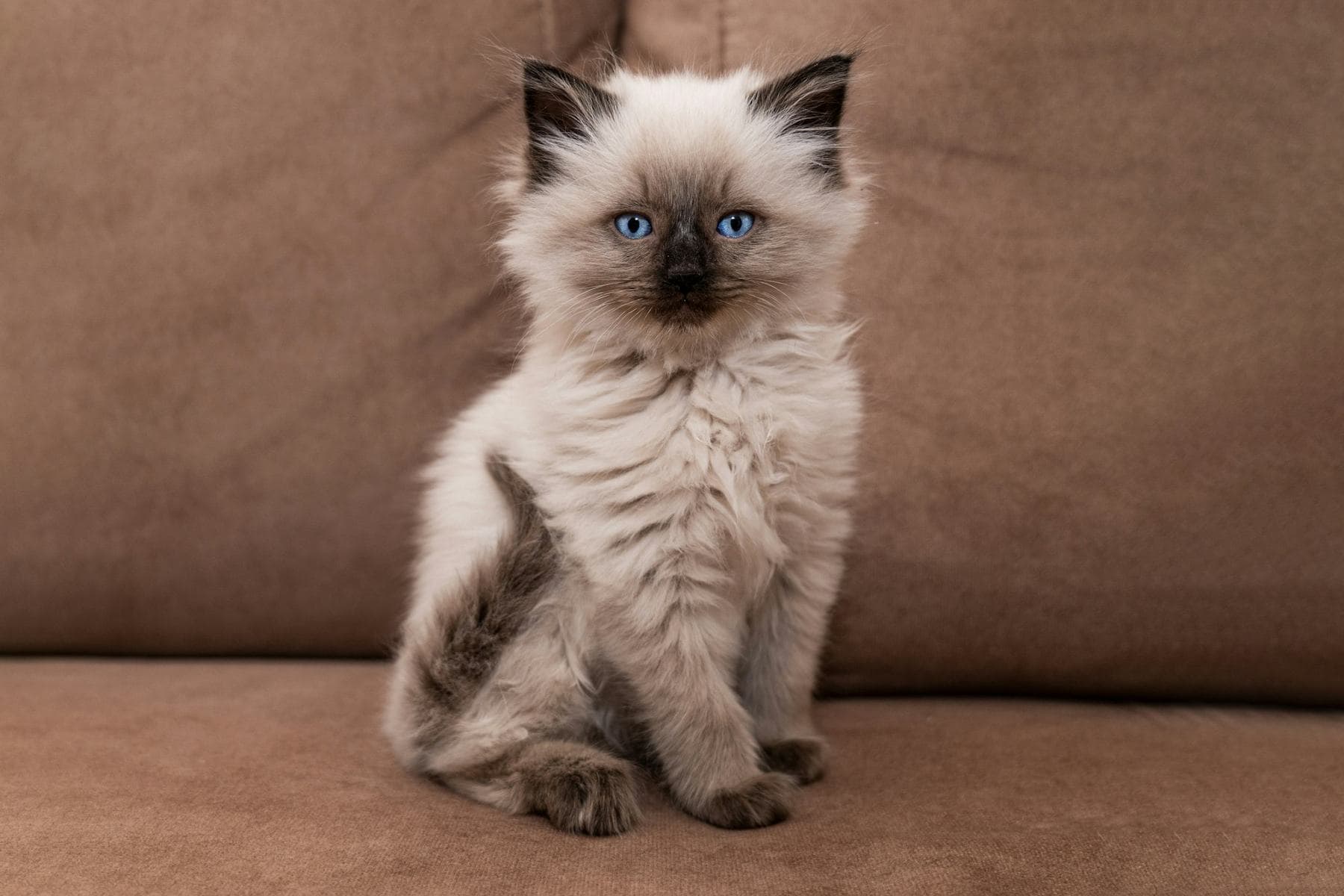 Ragdoll kitten sitting upright on a brown sofa