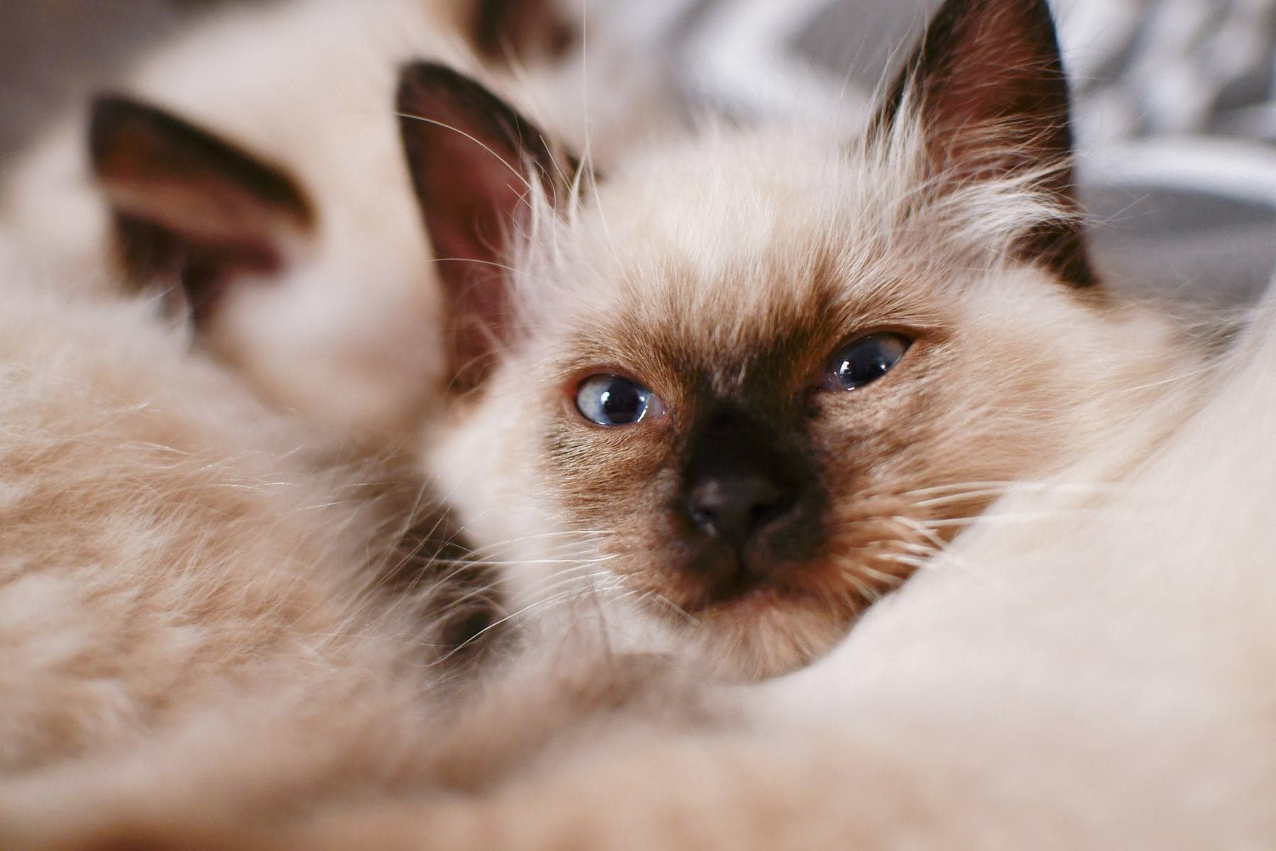 Close-up of a seal point Ragdoll kitten resting
