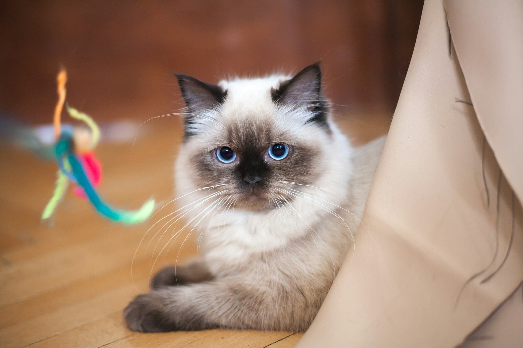Seal point Ragdoll kitten watching a feather toy
