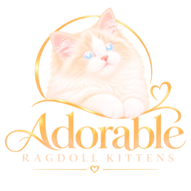 Adorable Ragdoll Kittens