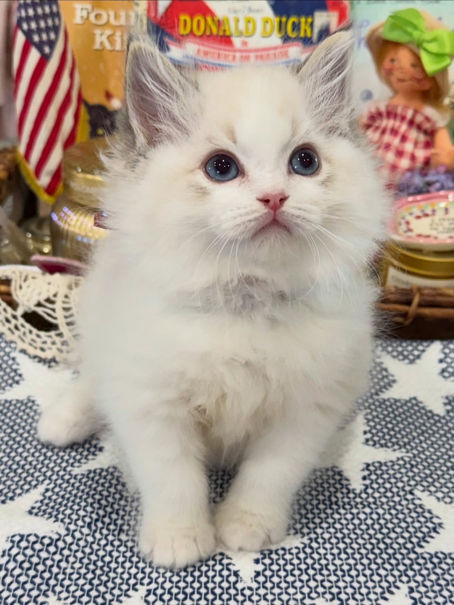 Meet Messi – Our Gorgeous Female Seal Lynx Bicolor Ragdoll Kitten!, Seal Lynx Bicolor Ragdoll girl